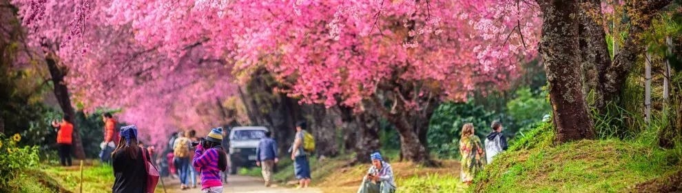 Chiang Mai Cherry Blossom