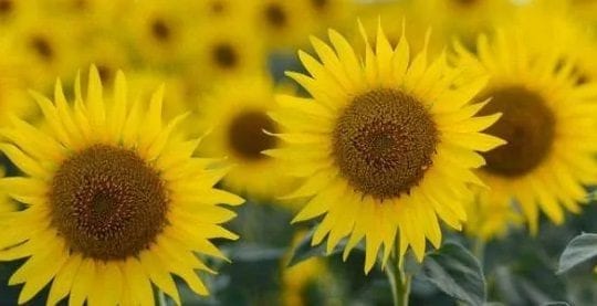 sunflower blooming season